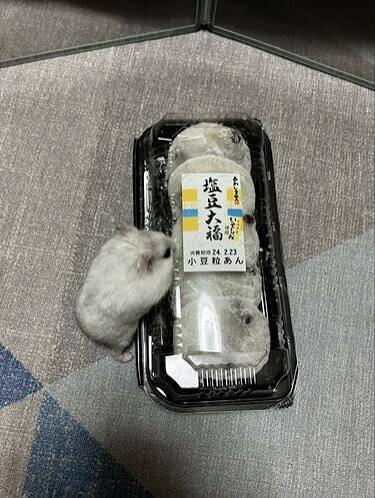「食前と食後」ハムスターの体重測定がかわいすぎると話題に「豆大福かと思いました」「なんて愛おしい」