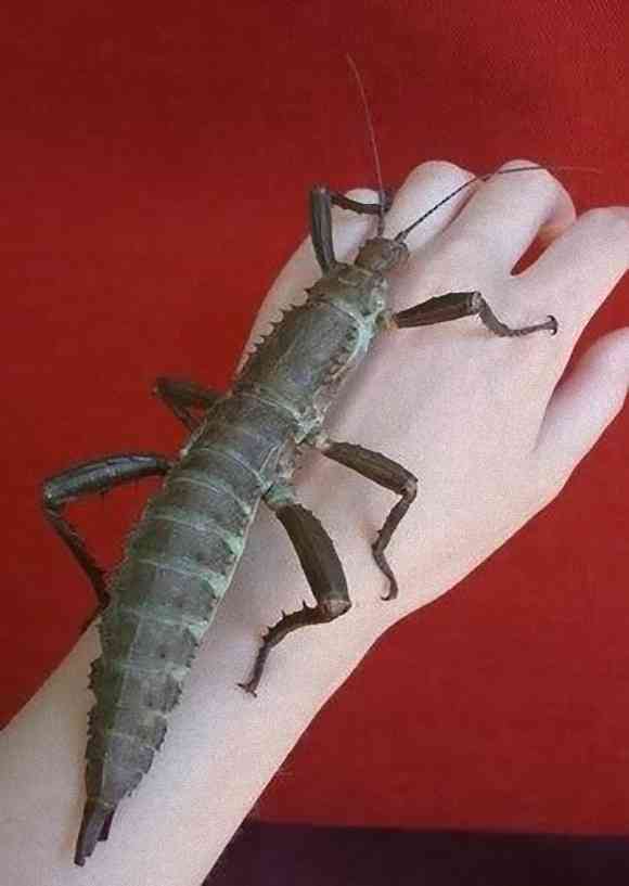 【閲覧注意】巨大生物を語るトピ