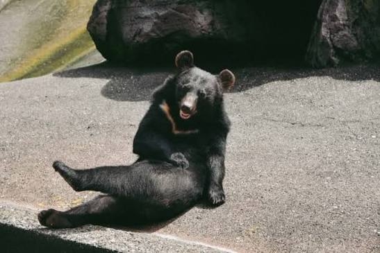 田んぼで倒れていた女性、クマ被害ではなかった　死因は低体温症、遺体を傷つけたのは小動物か　秋田・鹿角市