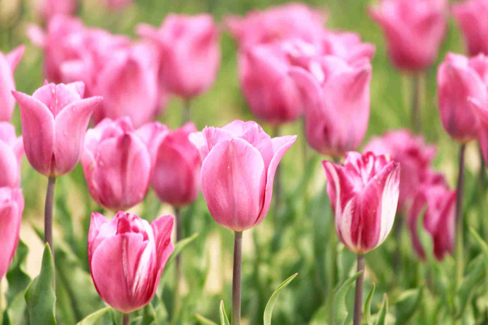 遅咲きの人生を経験した方いらっしゃいますか?Part3