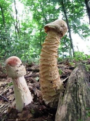 【アダルト注意】行為中にされて萎えた事