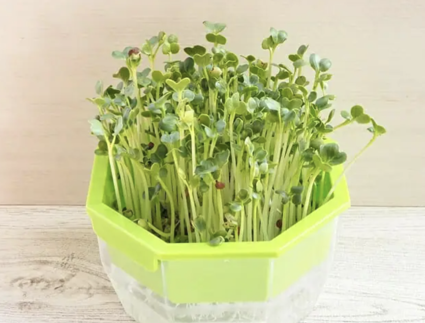 何日間、人と会話しなくて平気ですか？