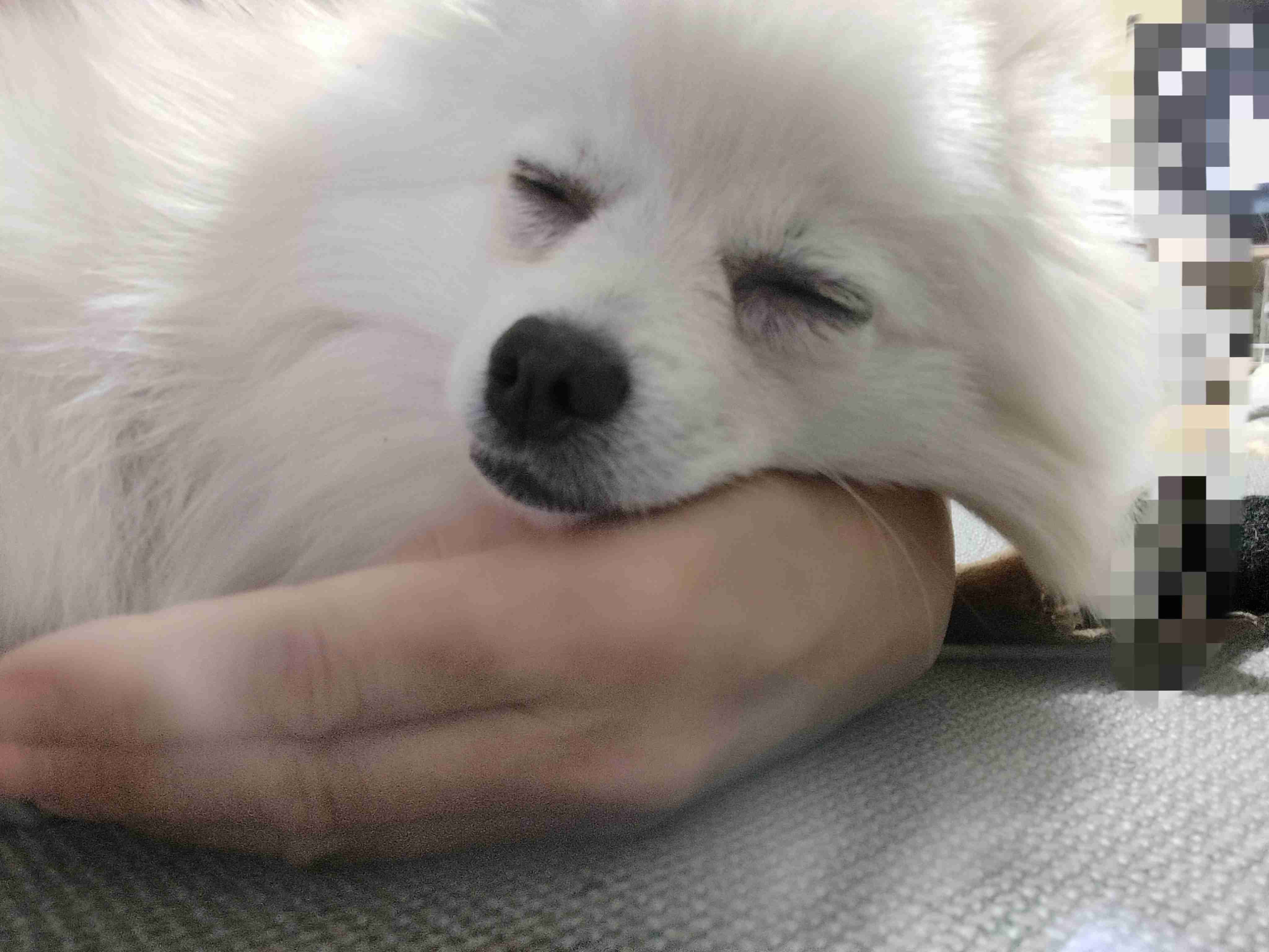 犬にとって幸せな環境