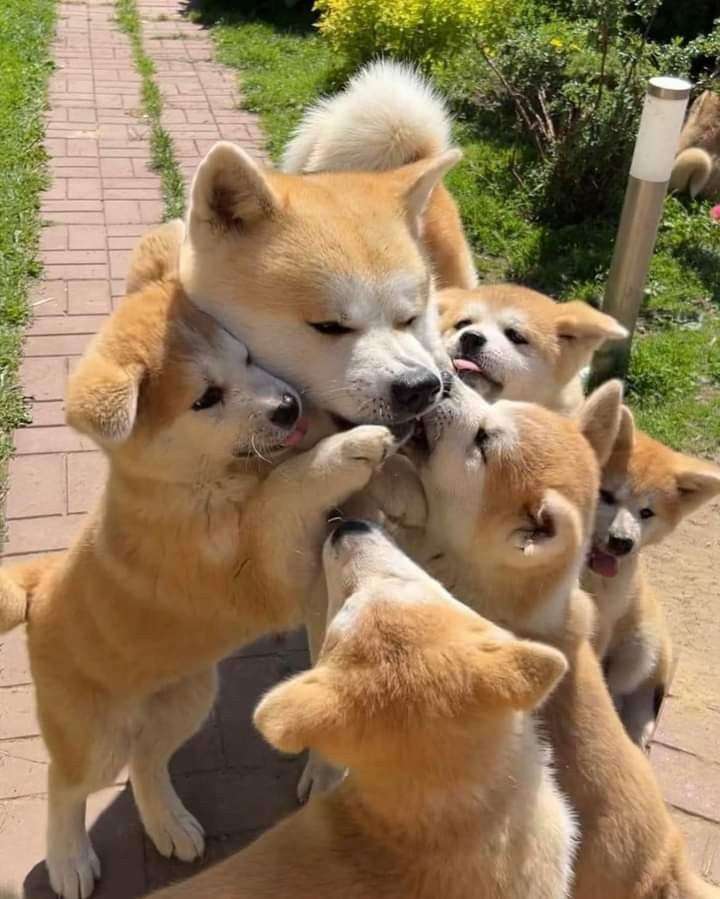 子供が育てやすい。