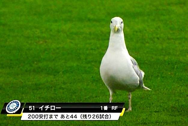 明らかに間違ってる画像を貼っていくトピ