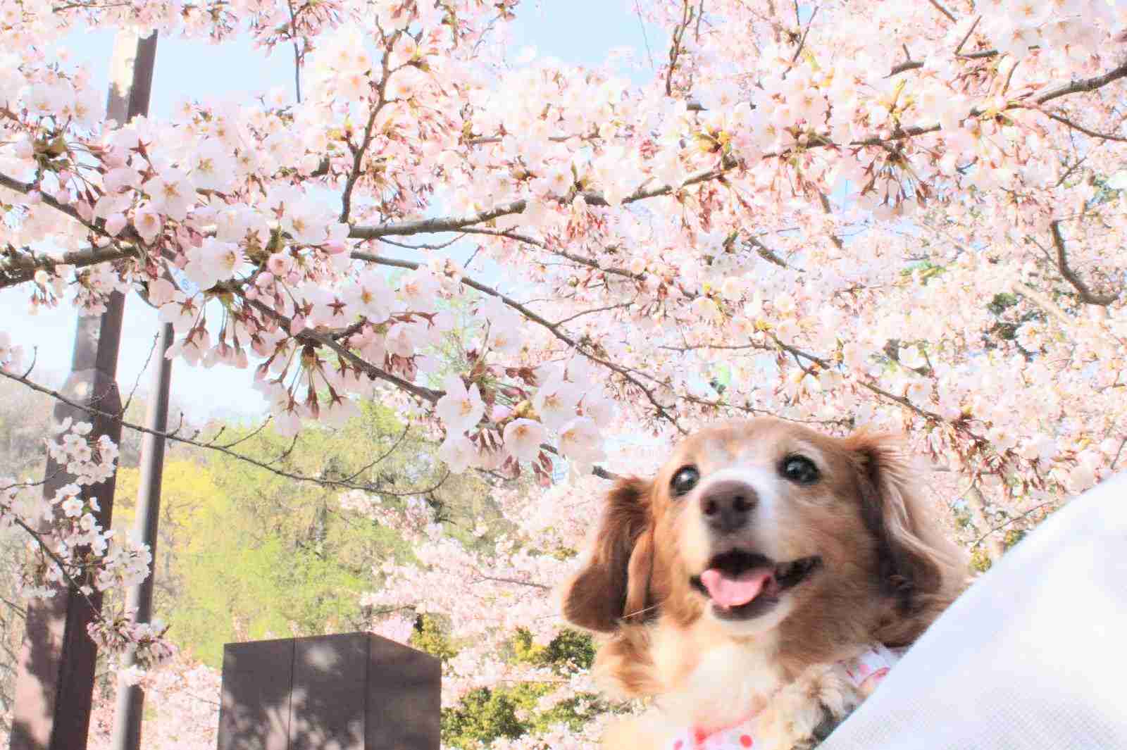 犬を飼ってる人なら共感してくれるかもなこと