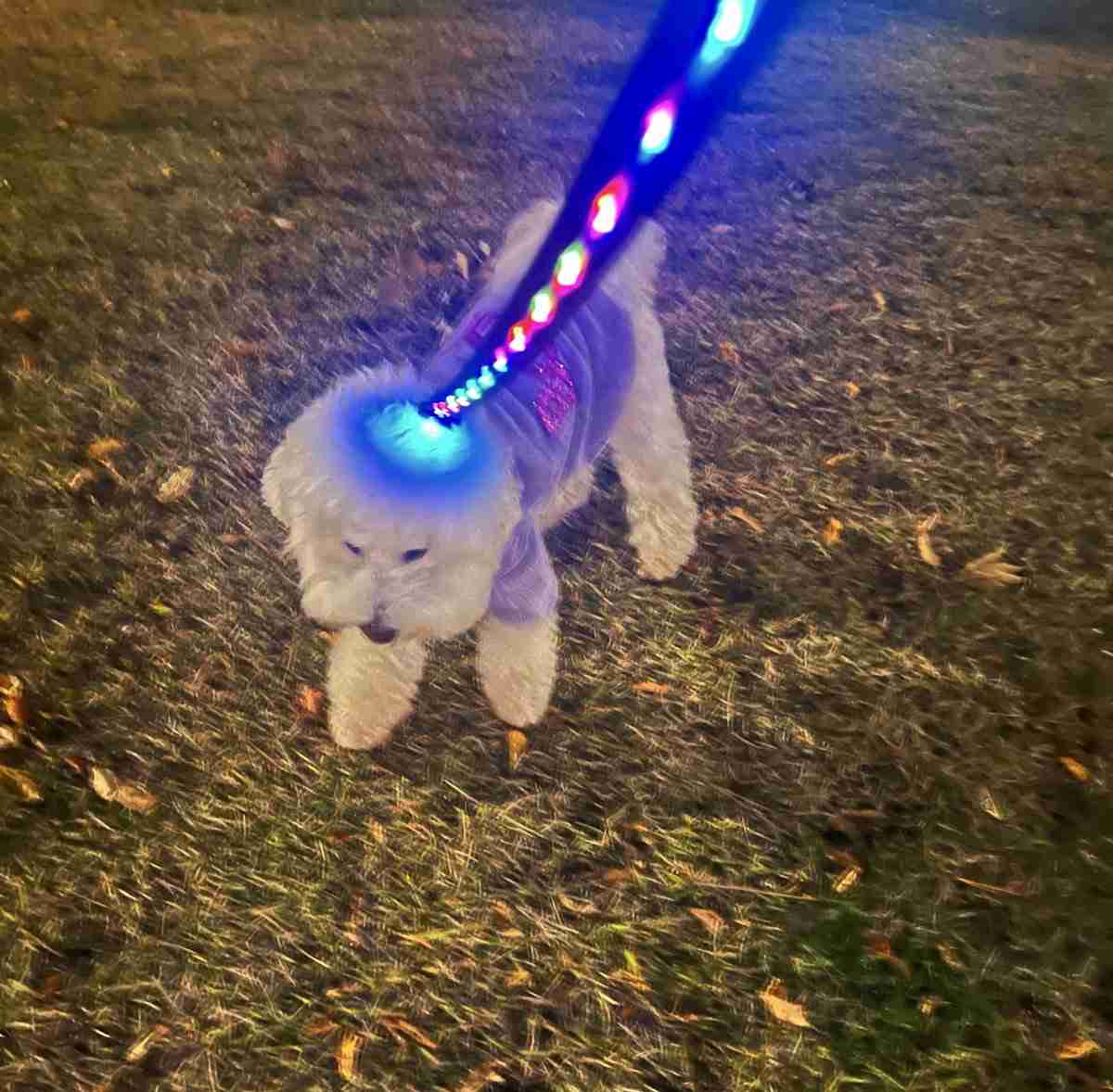 犬を飼ってる人なら共感してくれるかもなこと