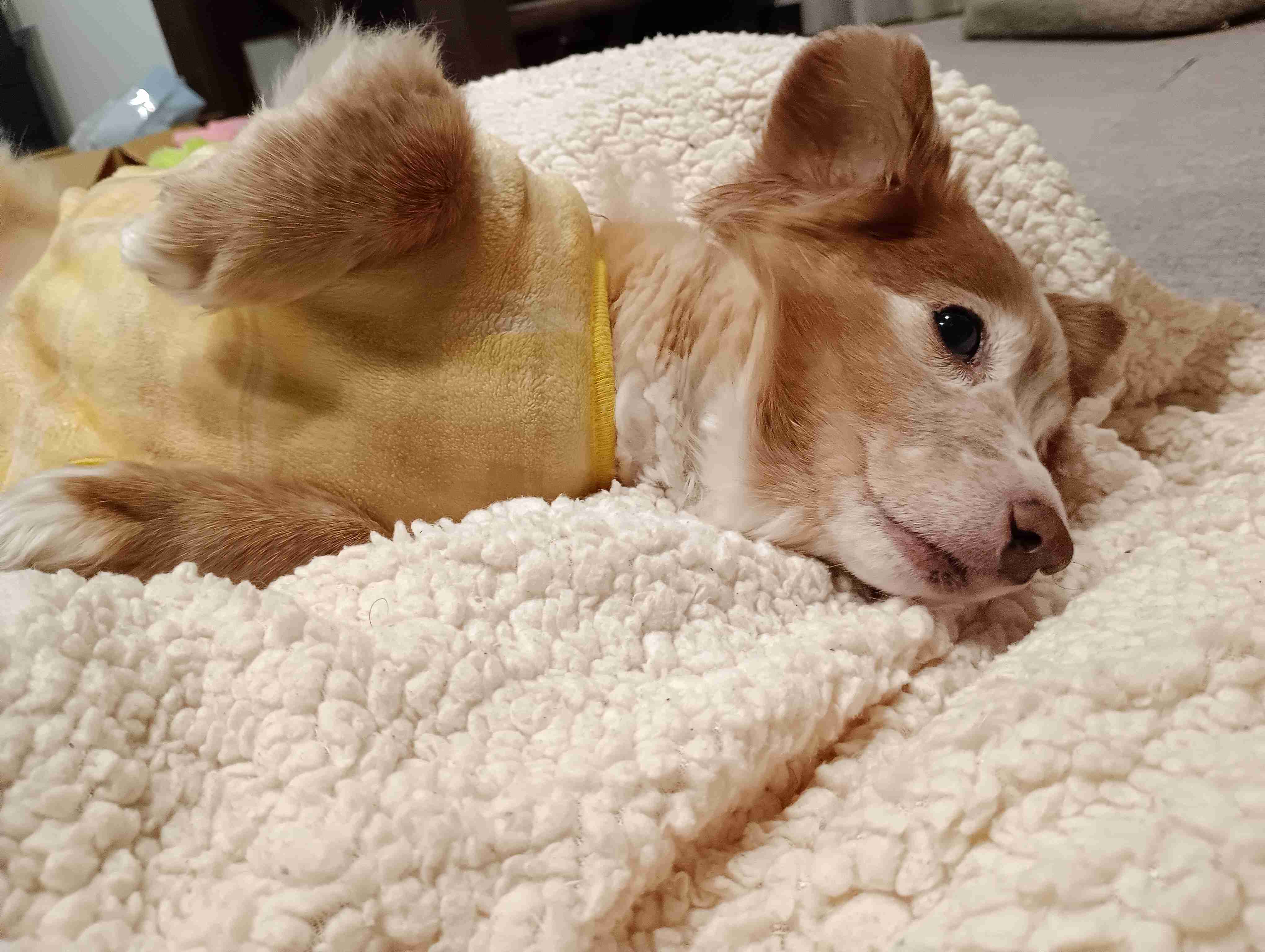 犬を飼ってる人なら共感してくれるかもなこと