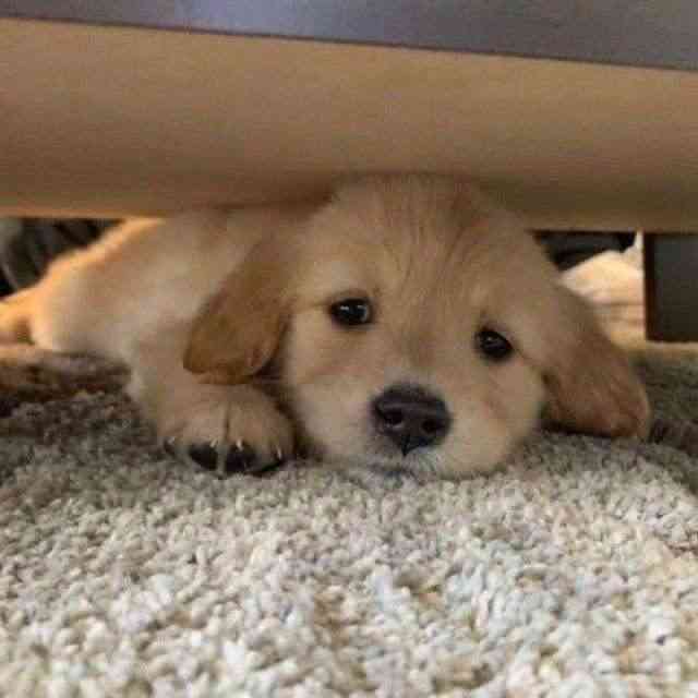 犬を飼ってる人なら共感してくれるかもなこと