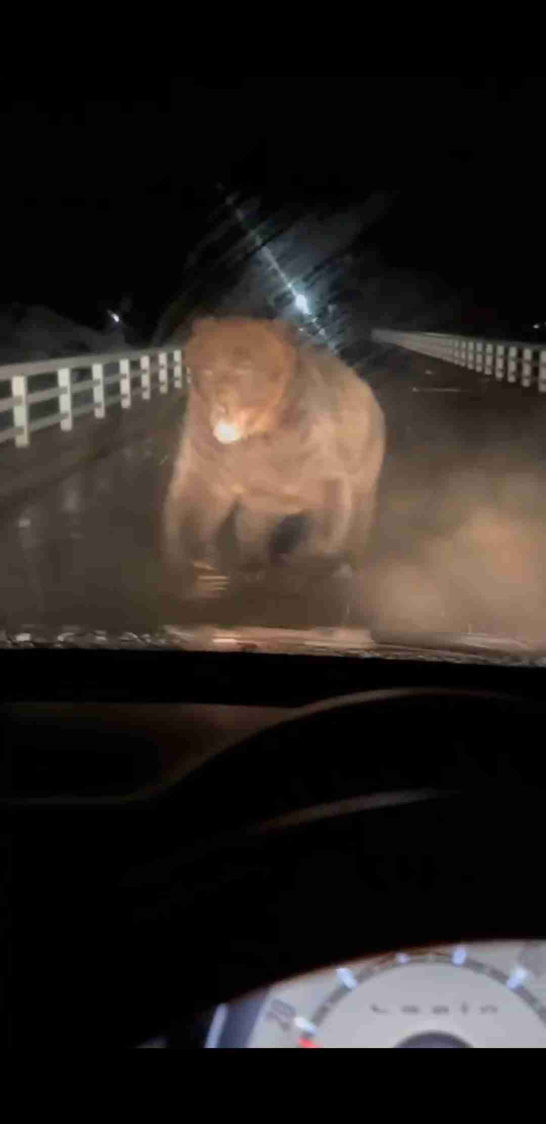 北海道で車を運転中、ヒグマに襲われる動画が想像以上に衝撃映像だった…真正面から突撃してくる迫力に「こんなにデカいのか」「死んだフリとか無理」