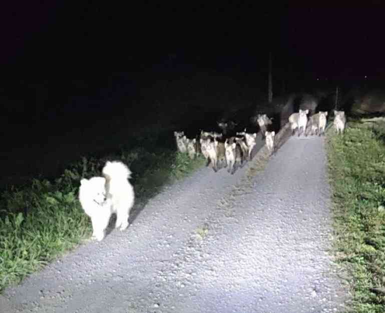 宮崎駿監督の『もののけ姫』、スーパー歌舞伎化決定 團子&壱太郎出演、2026年夏・新橋演舞場で上演