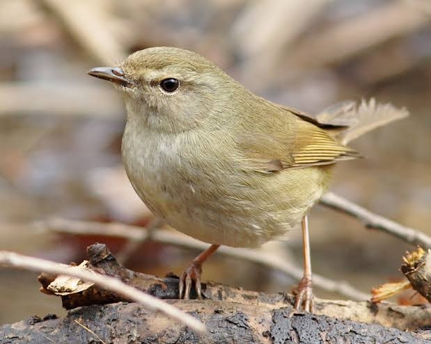 【朝ドラ】「ばけばけ」第9週「スキップ、ト、ウグイス。」