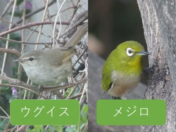 【朝ドラ】「ばけばけ」第9週「スキップ、ト、ウグイス。」