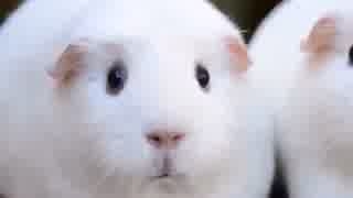 肌が白い人あるある