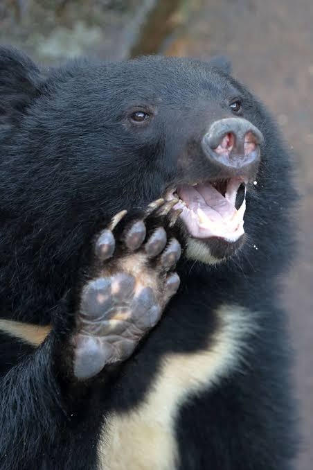 大日本猟友会、クマ駆除での自衛隊の後方支援派遣に「反対」、警察官の銃での捕獲も疑問視