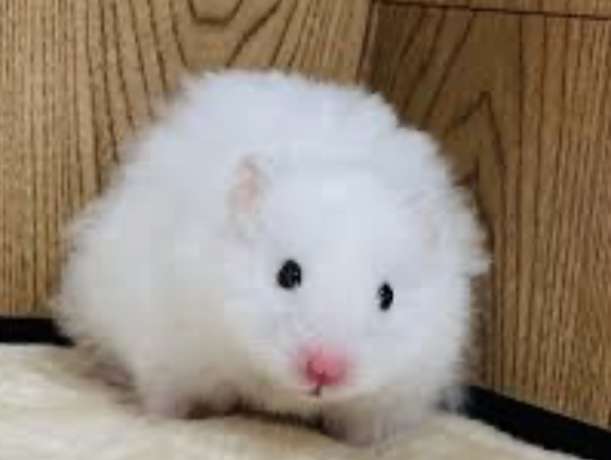 【実況・感想】金曜ロードショー「バケモノの子」