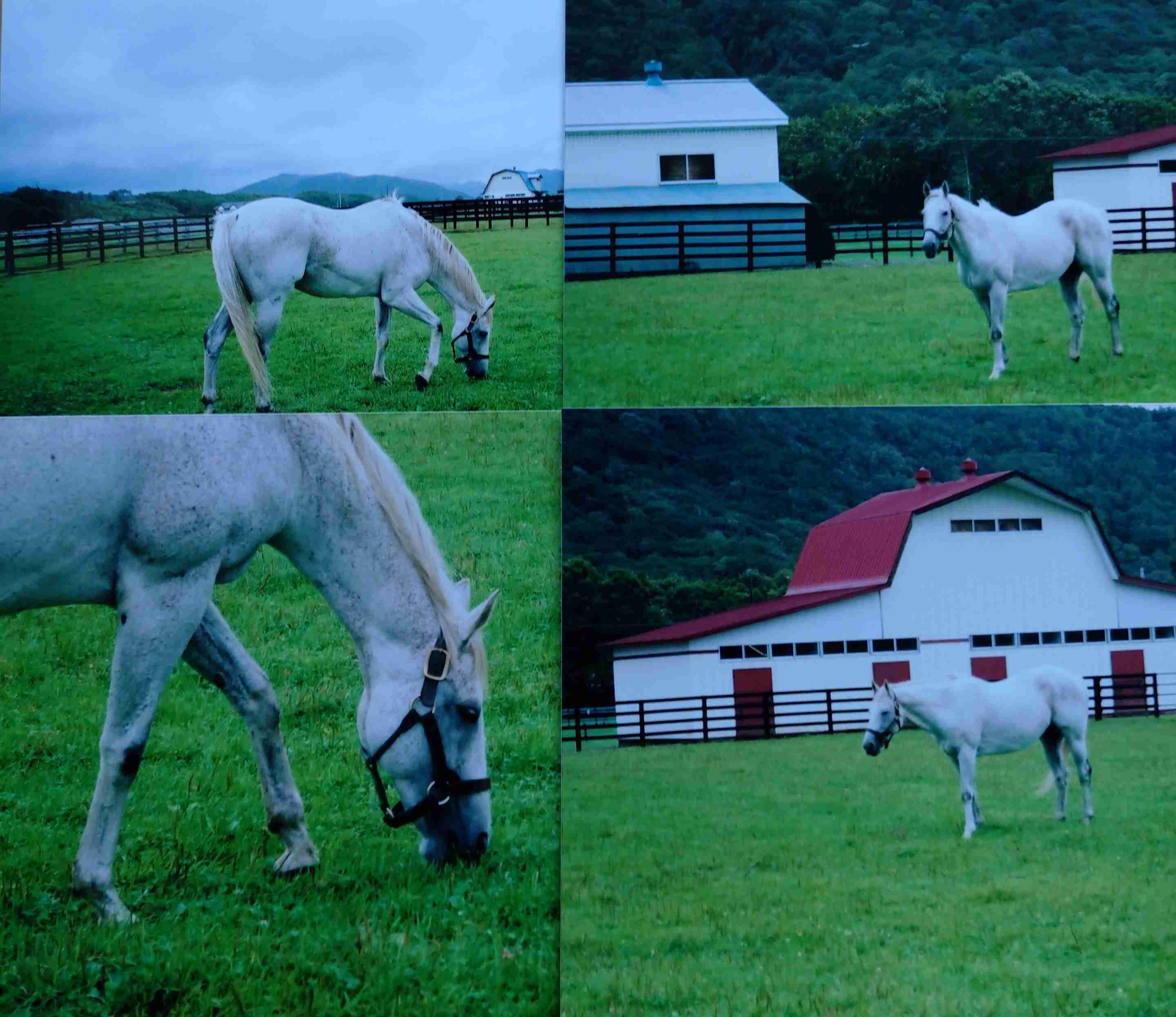 【実況・感想】日曜劇場「ザ・ロイヤルファミリー」第8話