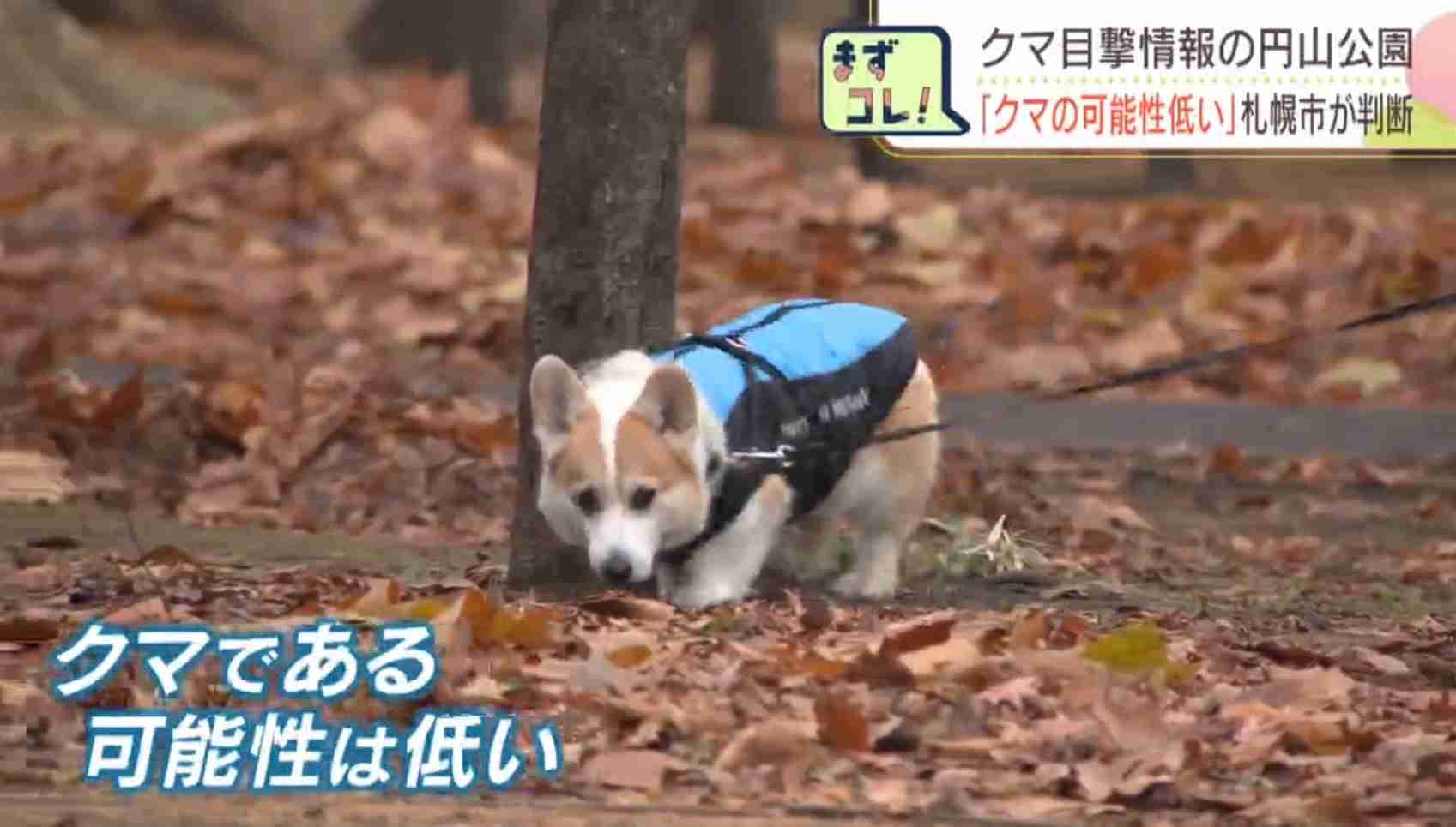 【ガルちゃん良トピ大作戦】メンタルに良さそう、穏やかな話題で1位を取ろう👑🥇