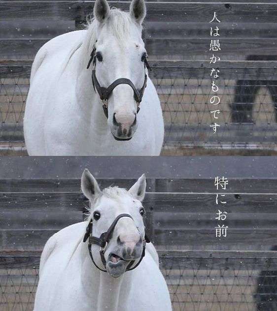 世の中の8割くらいが馬鹿に見える