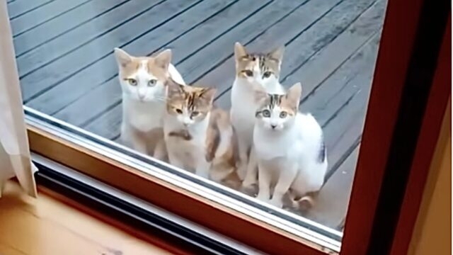 初めてママ友が家に遊びに来ます