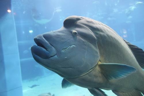 Matt「16キロ痩せました」イベント着用予定の衣装着られず…運動と徹底した食事管理「頑張りました」