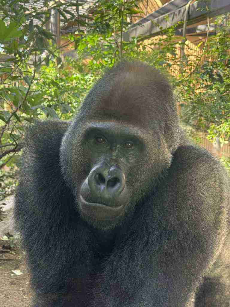 元彼の夢を見る人