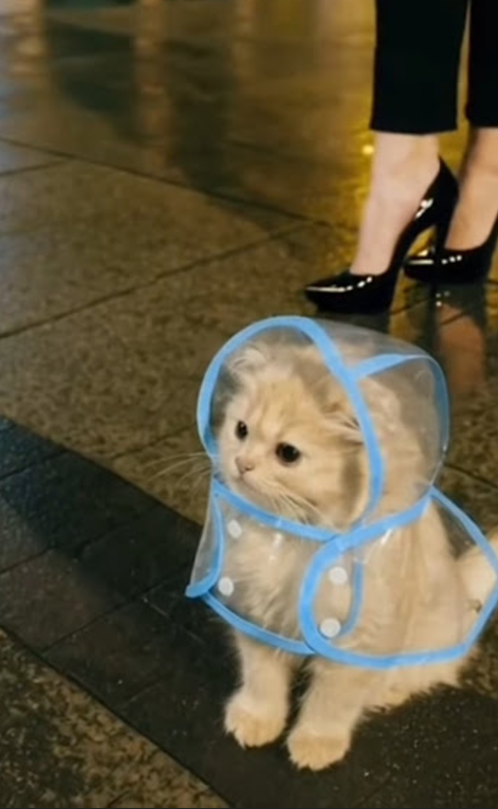 この動物は何と言ってるでしょう？と聞くと誰かが答えてくれるトピpart２