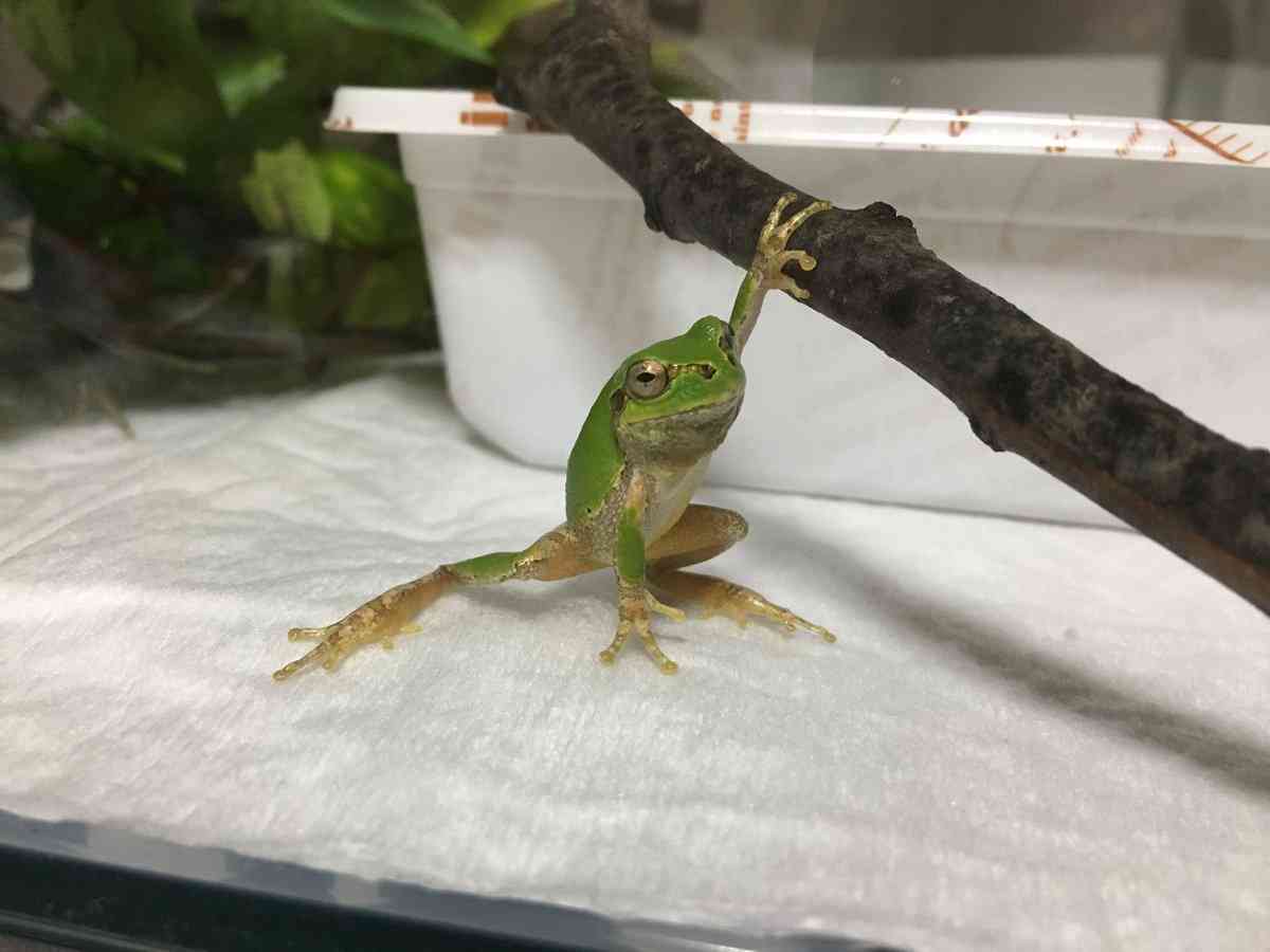 この動物は何と言ってるでしょう？と聞くと誰かが答えてくれるトピpart２