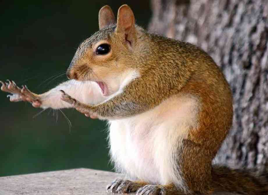 この動物は何と言ってるでしょう？と聞くと誰かが答えてくれるトピpart２