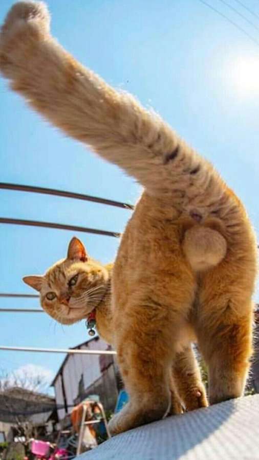 この動物は何と言ってるでしょう？と聞くと誰かが答えてくれるトピpart２