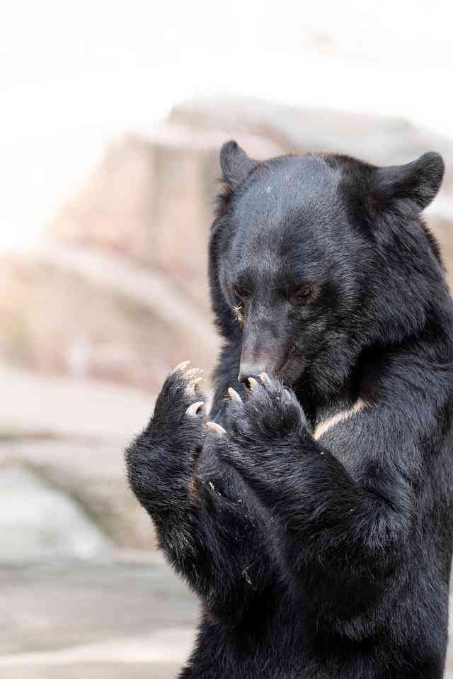 この動物は何と言ってるでしょう？と聞くと誰かが答えてくれるトピpart２