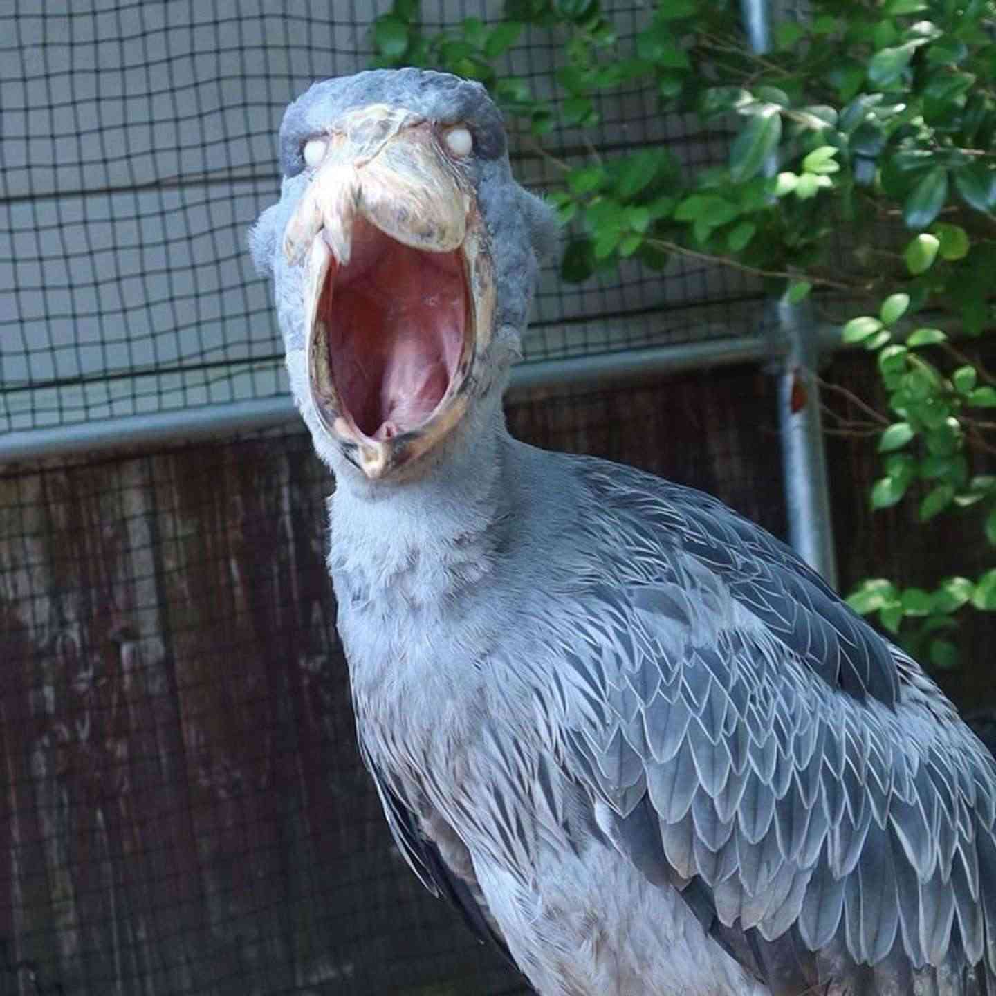 この動物は何と言ってるでしょう？と聞くと誰かが答えてくれるトピpart２