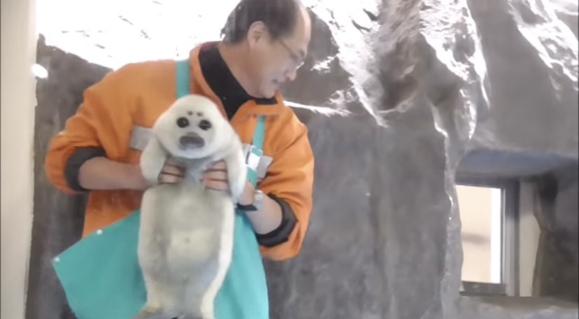 この動物は何と言ってるでしょう？と聞くと誰かが答えてくれるトピpart２