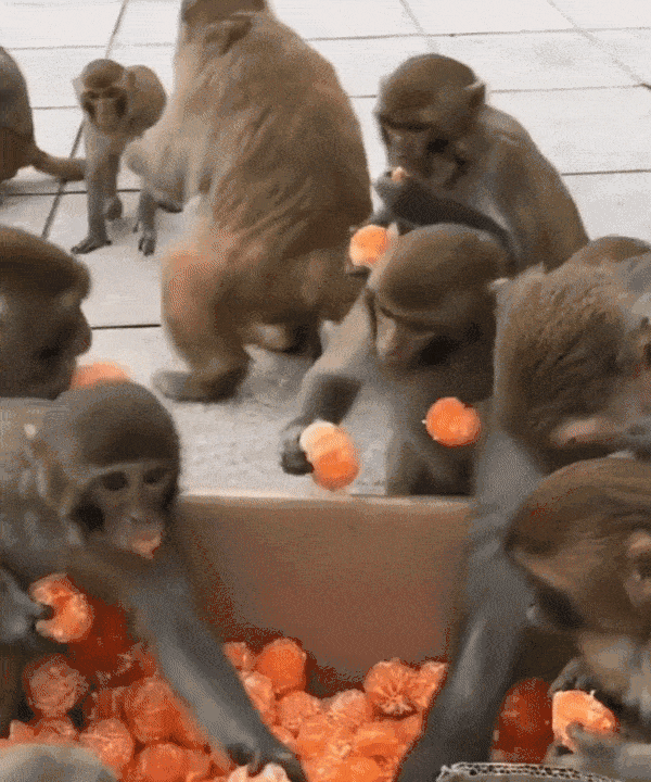 この動物は何と言ってるでしょう？と聞くと誰かが答えてくれるトピpart２