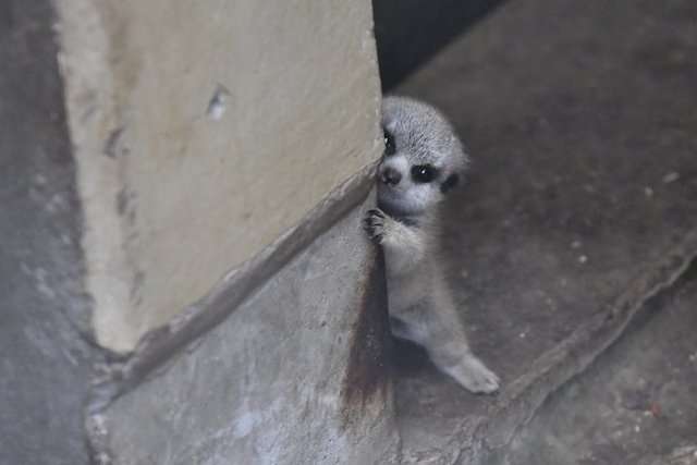 この動物は何と言ってるでしょう？と聞くと誰かが答えてくれるトピpart２