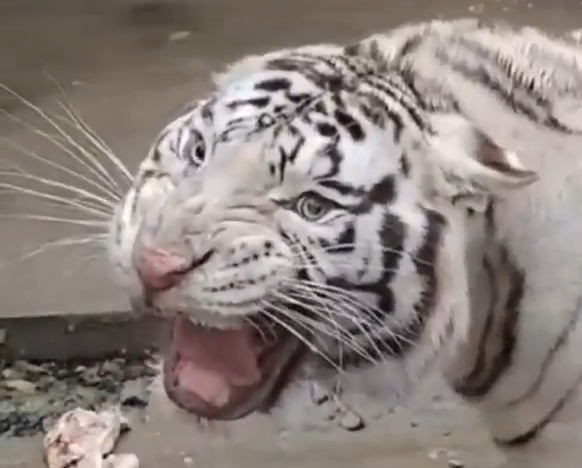 この動物は何と言ってるでしょう？と聞くと誰かが答えてくれるトピpart２