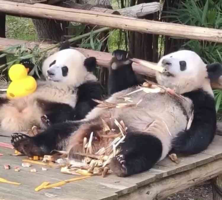 この動物は何と言ってるでしょう？と聞くと誰かが答えてくれるトピpart２