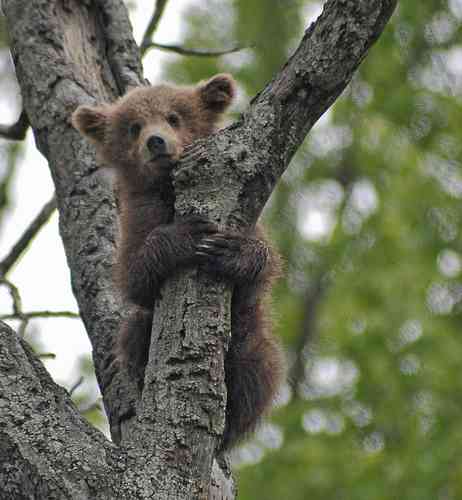 この動物は何と言ってるでしょう？と聞くと誰かが答えてくれるトピpart２