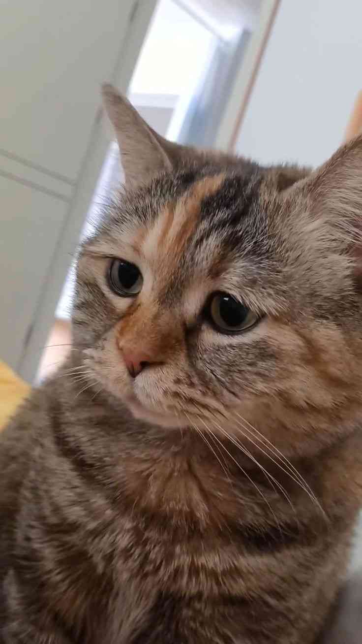 この動物は何と言ってるでしょう？と聞くと誰かが答えてくれるトピpart２