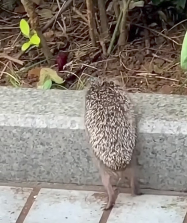 この動物は何と言ってるでしょう？と聞くと誰かが答えてくれるトピpart２