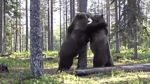クマに顔引き裂かれ、神経・筋肉失い手術５回…後遺症に苦しむ男性「駆除しないと」「かわいそうとは思わないよ」　