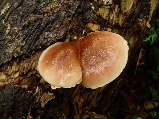 AI判定は「シイタケ」食べたら毒キノコ、和歌山市の男性が食中毒に