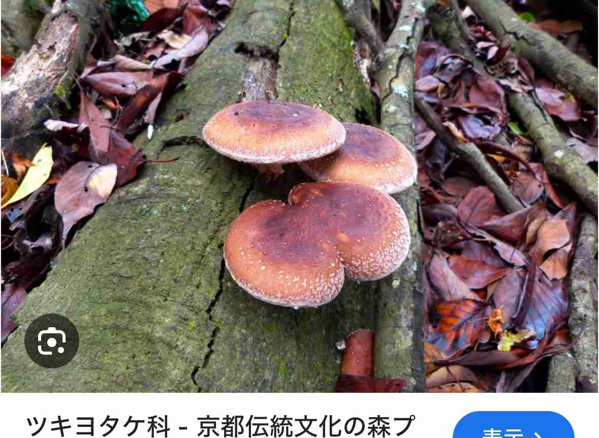 AI判定は「シイタケ」食べたら毒キノコ、和歌山市の男性が食中毒に