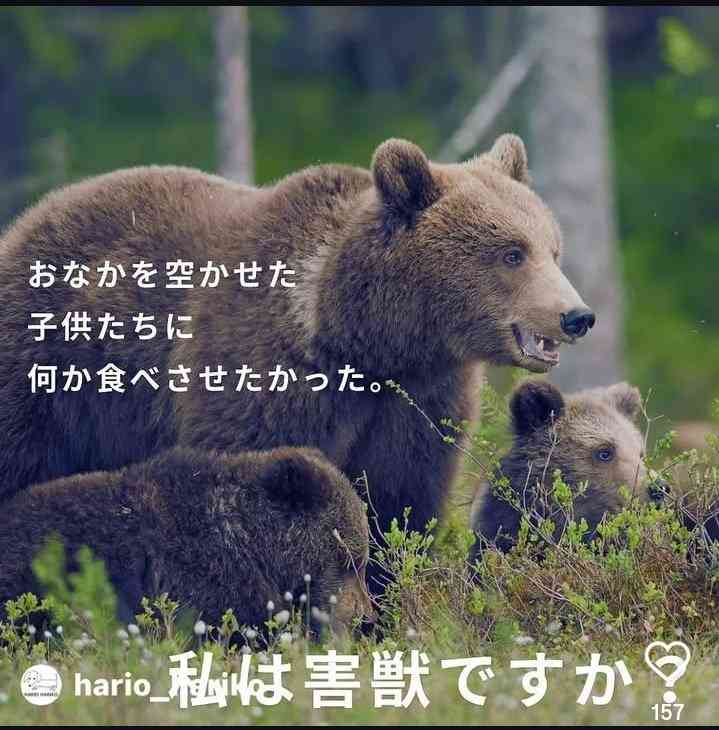 狩猟中、クマに発砲→動かなくなって…近づいたところ襲われハンターの男性が意識不明・群馬　仙台では住宅敷地でクマが罠にかかる