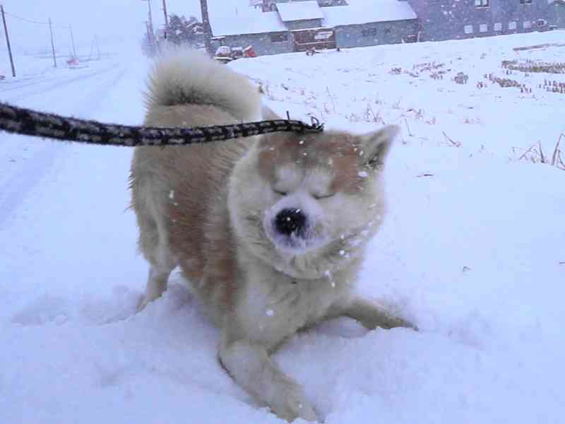 年々寒さに弱くなってる気がする