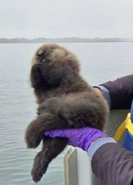 スピーカーから流れる我が子の声!迷子のラッコが母親と劇的な再会