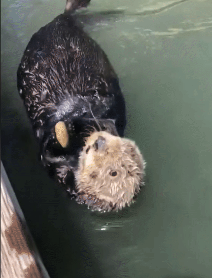 スピーカーから流れる我が子の声!迷子のラッコが母親と劇的な再会