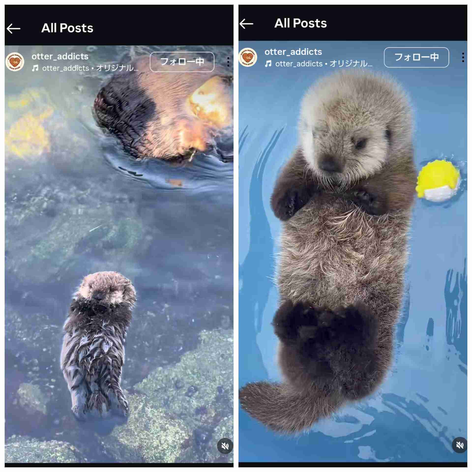 スピーカーから流れる我が子の声!迷子のラッコが母親と劇的な再会