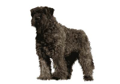 【アニメ】フランダースの犬