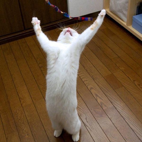 GLAYのTERUなったらやりたい事。